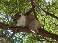 The great Koala philosopher