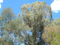 Eucalyptus - very tall trees