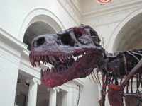 Lucy, teh T-Rex in Fields Museum