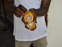 Cocoa is a relatively large fruit with the beans inside. The whitish gel tastes citric.